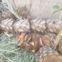 قطع نخل|خدمات باغبانی و درختکاری|بوشهر, |دیوار