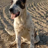 توله سگ آلابای