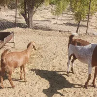 سه بر ودو چبش نر و تعدادی بز پاکستانی شکم بزغاله|حیوانات مزرعه|بیرجند, |دیوار