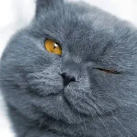 فروش فوری گربه نژاد دار|گربه|سمنان, |دیوار