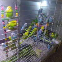 مرغ عشق