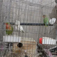 جفت طوطی برزیلی با جوجه