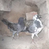 یک جفت کبوتر مسیری