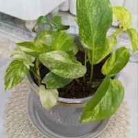 گل پتوس ابلق با گلدان سفالی|گل و گیاه طبیعی|تربت‌حیدریه, کلاته توکلی|دیوار