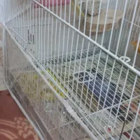 عروس هلندی ماده آماده|پرنده|مشهد, شهرک مطهری|دیوار