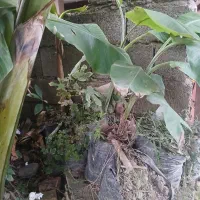 نهال موز|گل و گیاه طبیعی|آمل, |دیوار