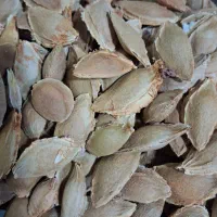 فروش هسته زردآلو