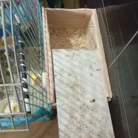 یک جفت عروس هلندی درجه یک با جوجه|پرنده|بومهن, |دیوار