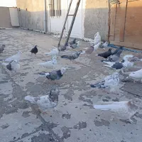 کبوتر|پرنده|بهارستان, |دیوار