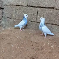 کبوتر توقی طوقی|پرنده|شوش, |دیوار