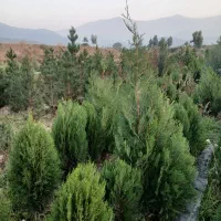 نهال کاج خمریی کاج سوزنی تهران .پالم|خدمات باغبانی و درختکاری|گرگان, |دیوار