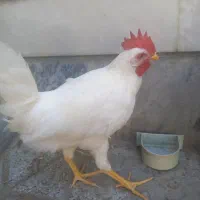 خروس تمیز و سرحال