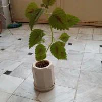 کل طبیعی|گل و گیاه طبیعی|قم, علی آباد سعدگان|دیوار