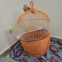 عروس هلندی|پرنده|رشت, کوی مهر|دیوار