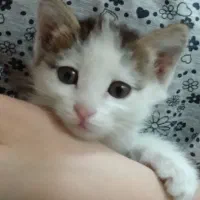 یک عدد بچه گربه ناز واگذار میشود