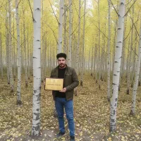 صنوبر سراب، رشد سریع و بازده بالا