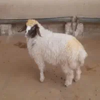 گوسفند پرواری