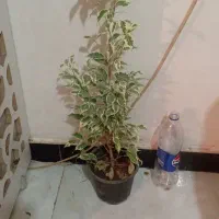 طلای سبز|جواهرات|خرمآباد, |دیوار