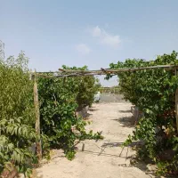فروش-باغ-پر-بار
