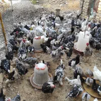 تخم مرغ نطفه دار گلین با ضمانت نود درصد