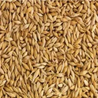 جو تخم محلی