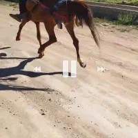 اسب
