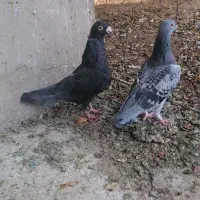 جفت پلاکی|پرنده|شیراز, احمدآباد|دیوار