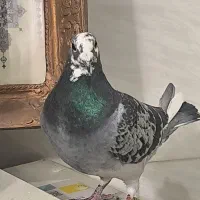 کفتر مسافتی