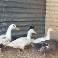 مرغابی ۵تا