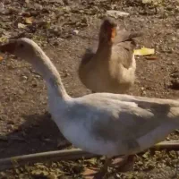 غاز تخم گذار