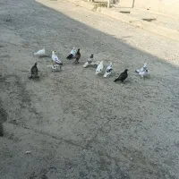 کفتر یا کبوتر
