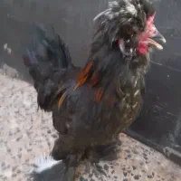 فروش خروس سلطان
