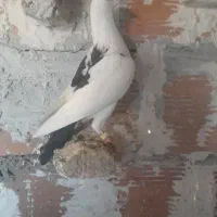 کبوتر پلنگی
