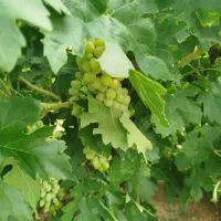 معاوضه باغ کارگاه باغ چایی
