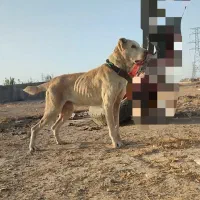 واگذاری سگ خراسانی نگهبان و گلگی|سگ|مشهد, احمدآباد|دیوار
