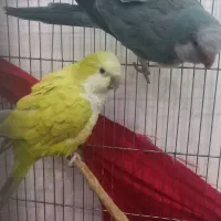 جفت راهب