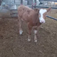 گاوسویسی باگوساله فروشی|حیوانات مزرعه|جغتای, |دیوار