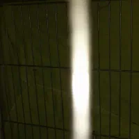 سهره کرمانی|پرنده|گلستان (تهران), |دیوار