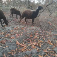 گوسفند بره طوقلی ابستن شیر کرده