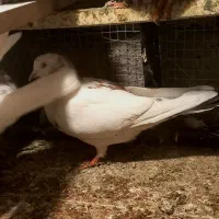 ۶تا کبوتر|پرنده|دره شهر, |دیوار