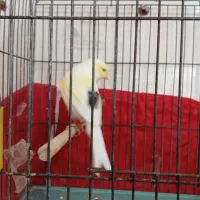 قناری ماده   درشت آماده  جوان