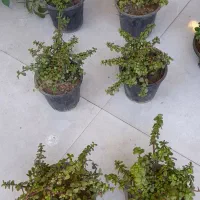 کراسولا خرفه ای گلدان سطل 4 فیکوس ببری|گل و گیاه طبیعی|قم, نیروگاه|دیوار