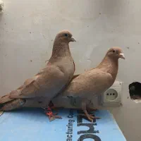 کبوتر زرد کرمانی|پرنده|مشهد, ابوذر|دیوار