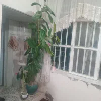 فروش گل فیکوس|گل و گیاه طبیعی|فارسان, |دیوار