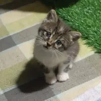 بچه گربه ۲ ماهه کیوت