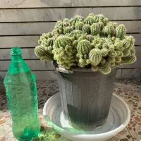 گل کاکتوس|گل و گیاه طبیعی|اصفهان, شاهد|دیوار