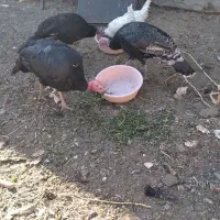 سه تا بوقلمون چاق و رسمی