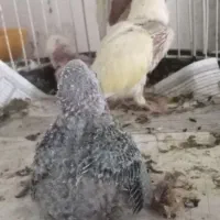 جوجه کوتوله سرلاکی|پرنده|نیشابور, فردوسی جنوبی|دیوار