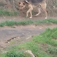 واگذاری سگ گرگی