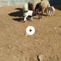 گوسفند با بره